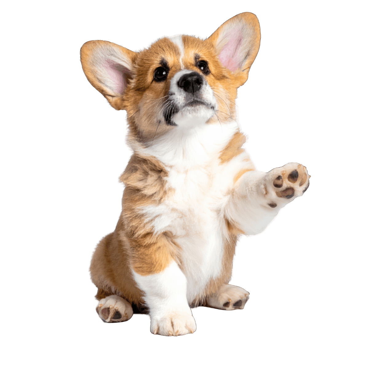 A friendly golden retriever in a lab coat